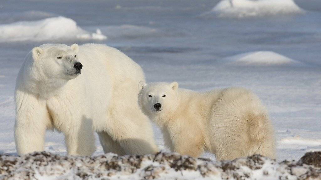 Eisbären jagen in Grönland auf Süsswassereis