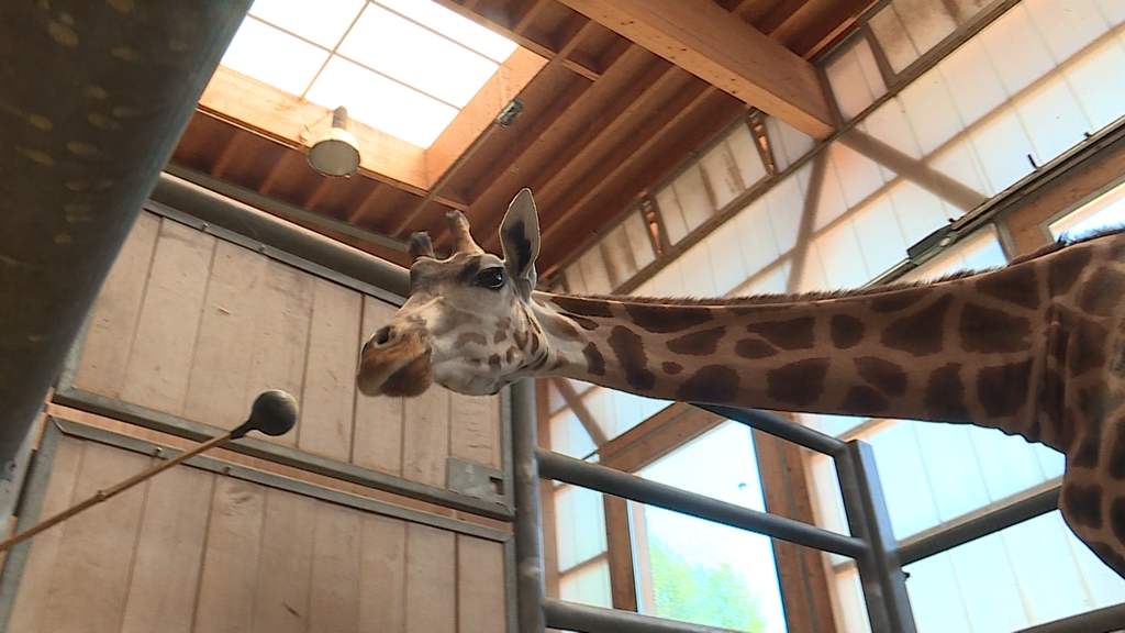 Giraffen-Training