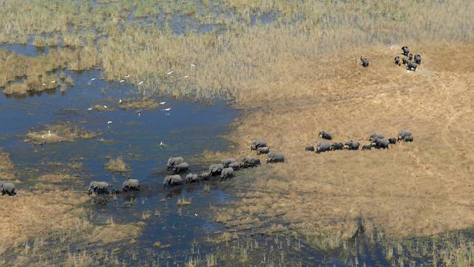 Botswana organisiert Auktion für Elefantenjagd-Lizenzen