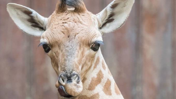 Giraffen-Baby im Zoo Basel