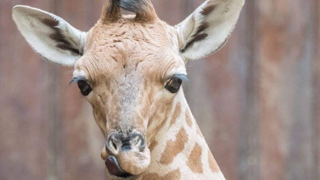 Ein hübsches Kerlchen: Im Zoo Basel ist Ende Februar ein Giraffen-Männchen zur Welt gekommen. Es heisst Onong, was so viel wie «der Hübsche» bedeutet.