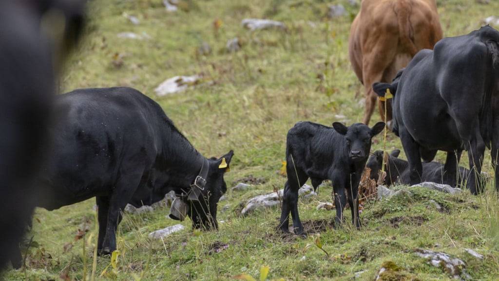 Drei tote Kälber in Spiringen UR - Wolf ist nicht verantwortlich