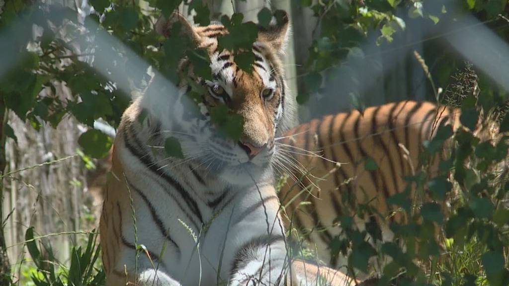 Nach Krebsdiagnose: Walter Zoo Gossau trauert um Tiger Viktor