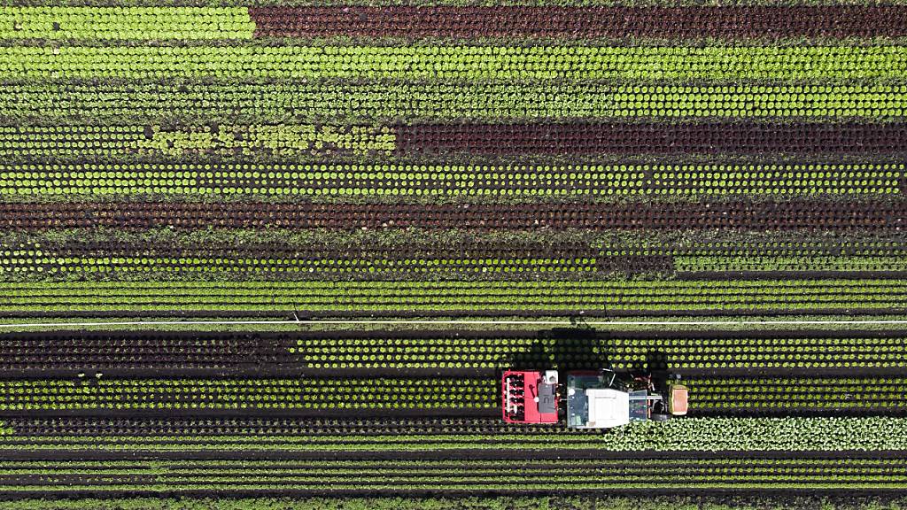 Ein Traktor mit einem Roboter auf einem Salatfeld in Galmiz FR. Dank der Maschine sollen 40 bis 70 Prozent weniger Pflanzenschutzmittel eingesetzt werden. (Archivbild)