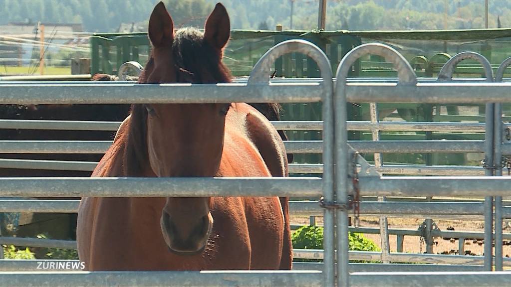 Tragischer Reitunfall führt zum Tod