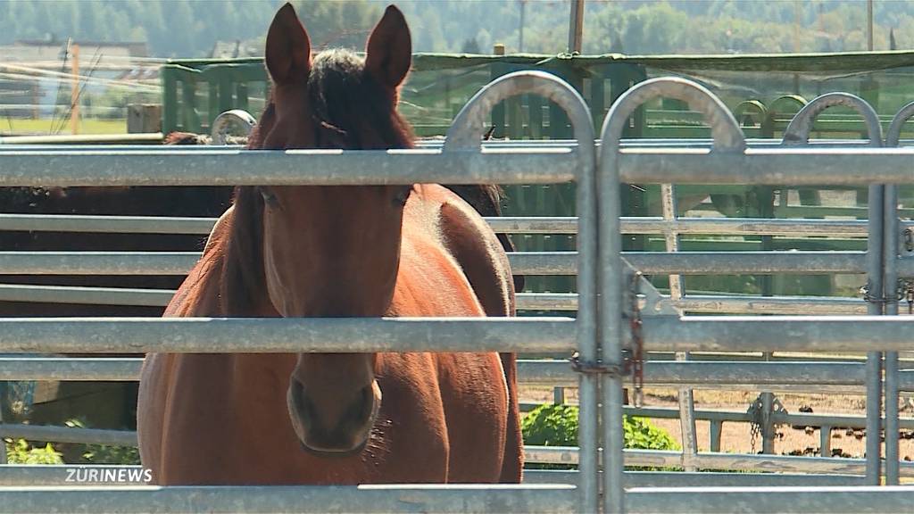 Tragischer Reitunfall führt zum Tod