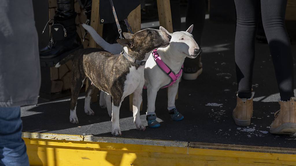 Im Kanton Zürich sind Bullterrier verboten. Auch Mischlinge, die nur einen kleinen Anteil aufweisen, wie ein Halter erfahren musste. (Symbolbild)