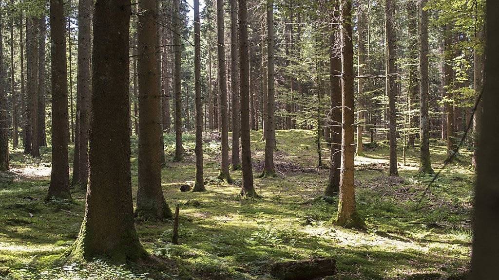 Bäume im Wald tauschen sich mehr aus als bisher angenommen. Nicht nur können sie über Duftstoffe kommunizieren, über die Wurzeln gelangt auch Kohlenstoff von einem Baum zum nächsten. (Archivbild)
