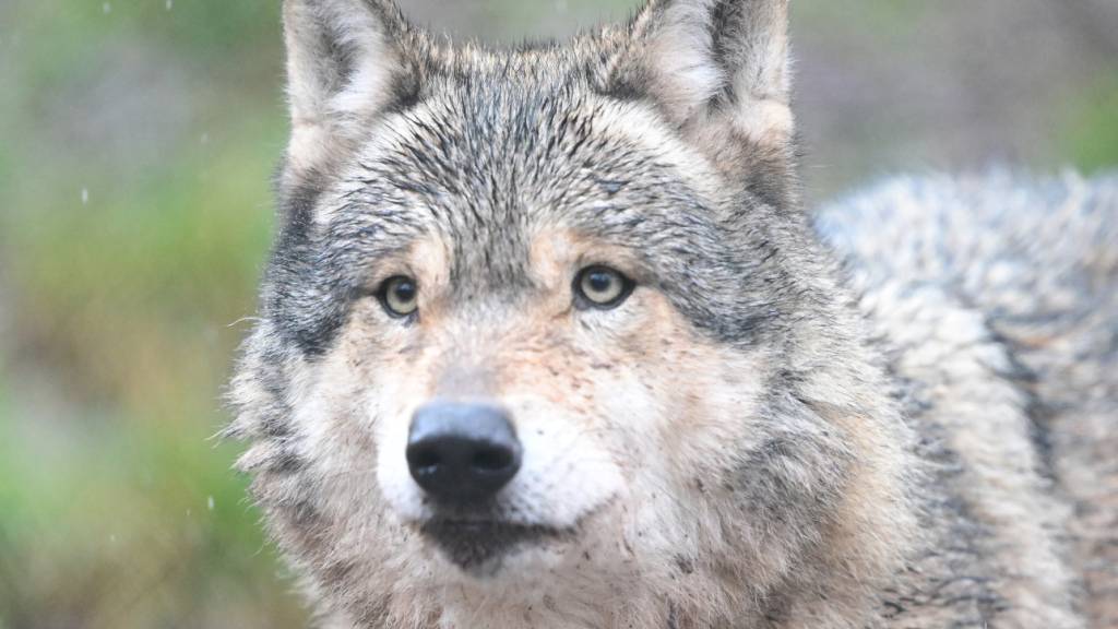 Ein Passant sichtete in Egg bei Zürich ein Tier, das ein Wolf sein könnte. (Archivbild)