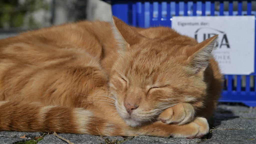 Kater von Besitzern verlassen