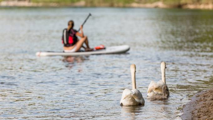 Wasservögel sollen besser vor Paddler geschützt werden 