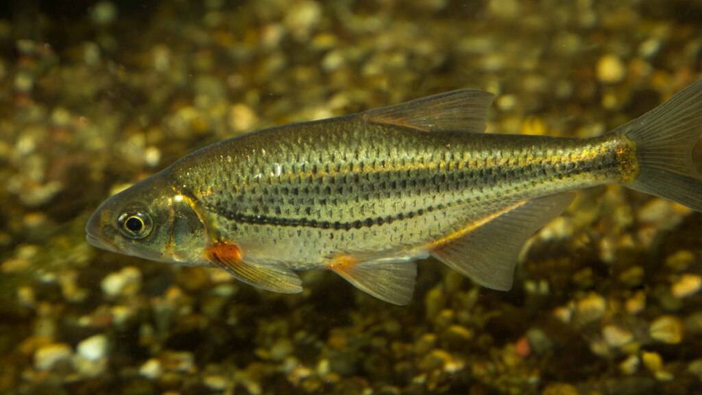 Fische in der Thur kommen bei der «Zürcherschwelle» besser voran