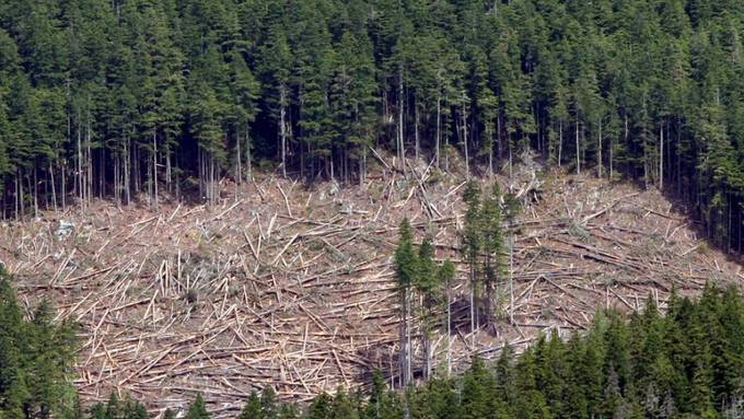 Bedeutendes Schutzabkommen für Kanadas Küstenregenwald