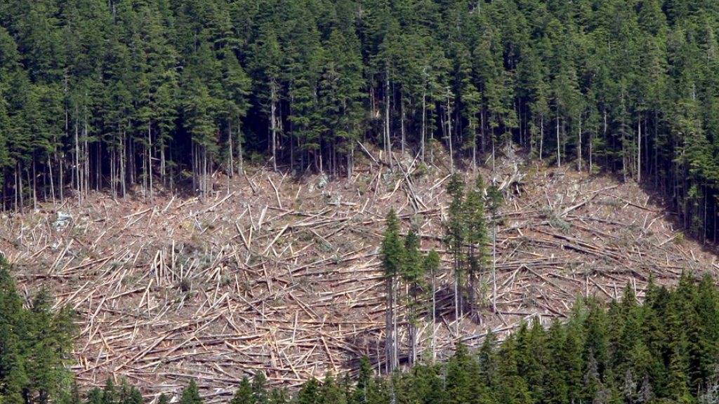 Die Forstwirtschaft ist der grösste Industriezweig Kanadas. Das Abkommen schützt nun eine Waldfläche der Grösse Belgiens vor dem industriellen Holzeinschlag (Archiv).