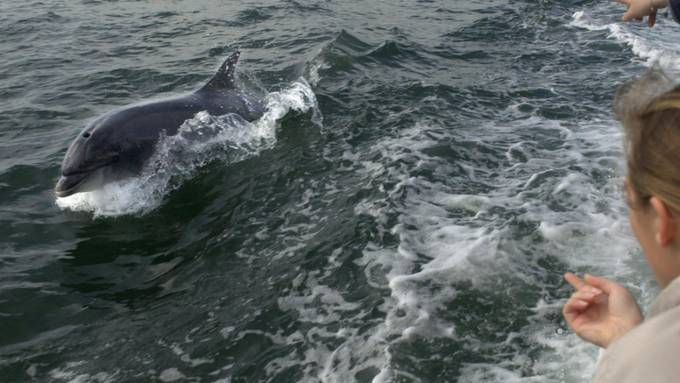 Delfin namens Fungie: Iren sorgen sich um Weltrekordhalter