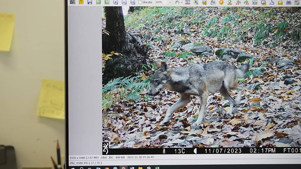 Eine Aufnahme eines wilden Wolfes im Tessin durch eine Fotofalle Anfang Jahr. (Archivbild)