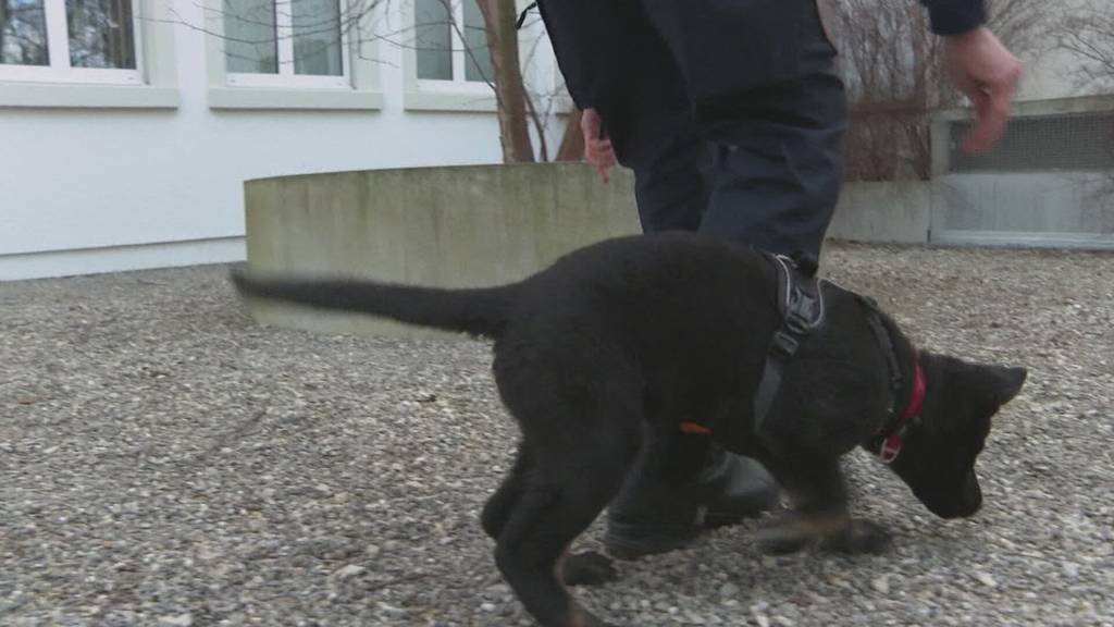 Erster grosser Erfolg: Junger Polizeihund schnappt Einbrecher