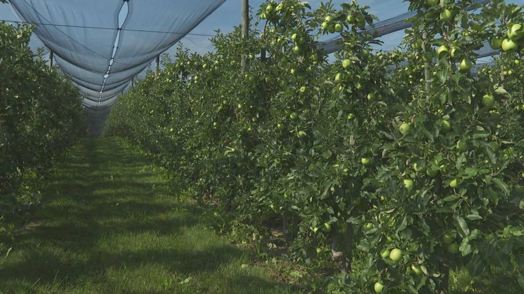 Weniger Pestizide auf Thurgauer Apfelplantagen
