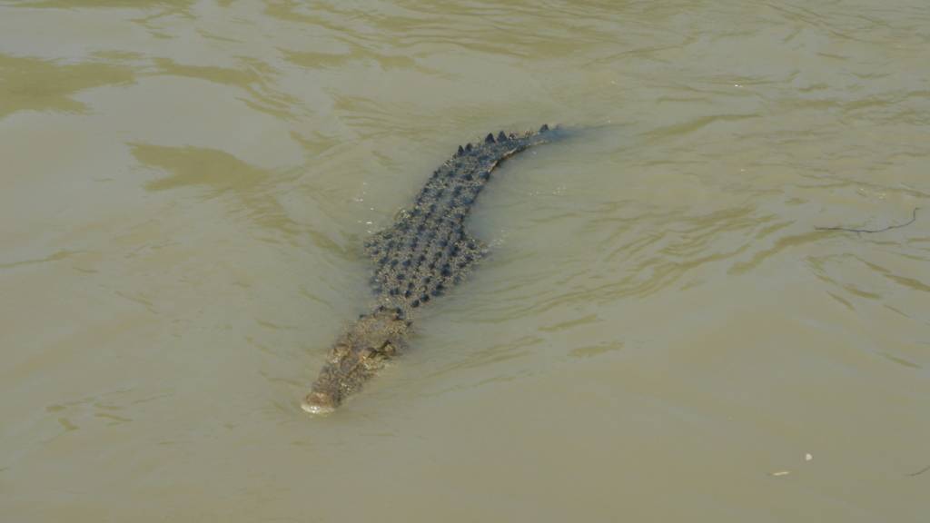 ARCHIV - Ein Krokodil schwimmt im Adelaide River im Northern Territory. Foto: Carola Frentzen/dpa