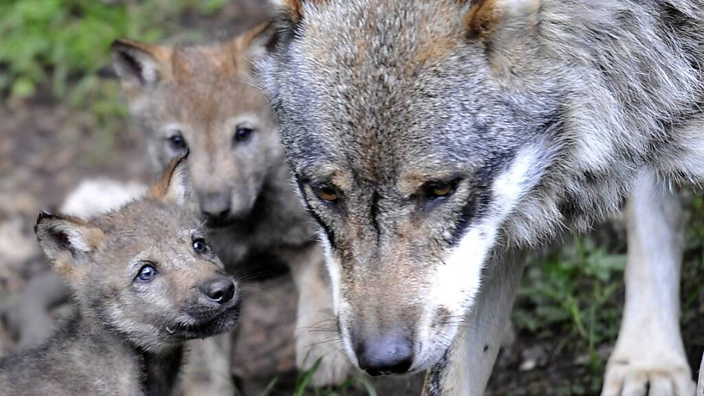 22 Wölfe sind im Wallis unterwegs. Über 300 Nutztiere wurden von ihnen in diesem Jahr gerissen. Der Schaden belief sich auf rund 114'000 Franken. (Symbolbild)