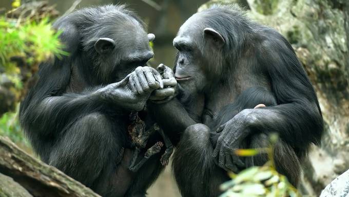 Schimpansen-Mama trägt seit drei Monaten ihr totes Baby rum