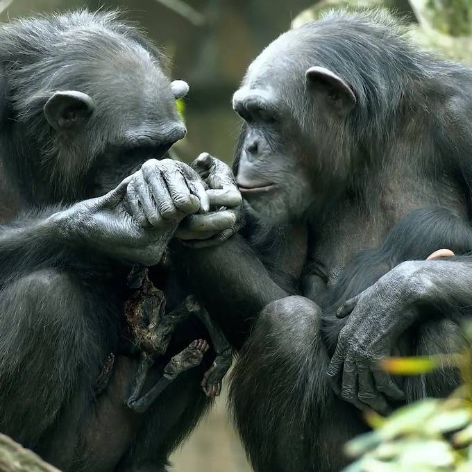 Schimpansen-Mama trägt seit drei Monaten ihr totes Baby rum