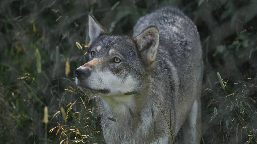Bündner Wildhut erlegt Jungwolf des Moesola-Rudels