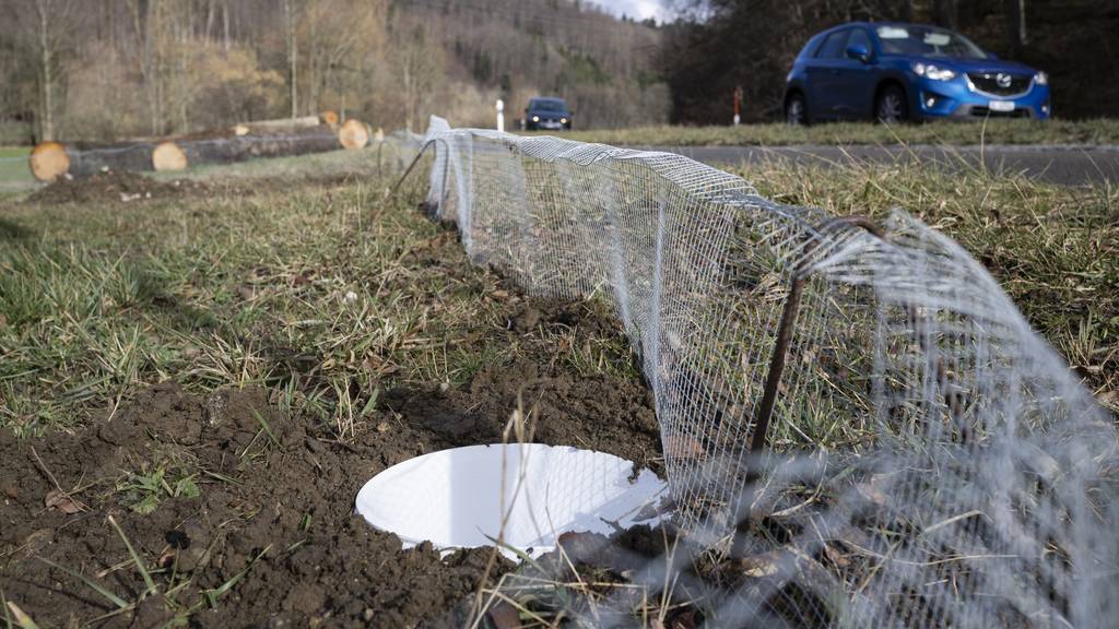 Amphibien fallen in Eimer, wenn sie die Strasse überqueren wollen. 