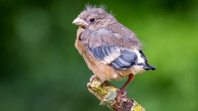 Jungvögel soll man liegen lassen