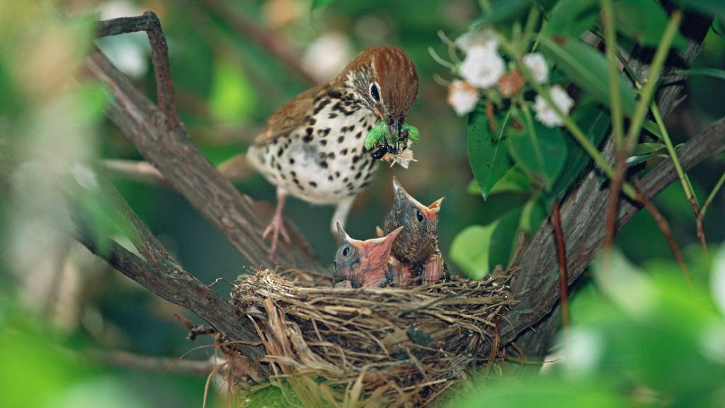 Natur im Babyfieber: Was du tun musst, wenn du einen Jungvogel findest