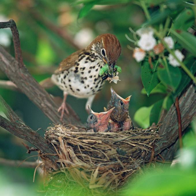 Natur im Babyfieber: Was du tun musst, wenn du einen Jungvogel findest