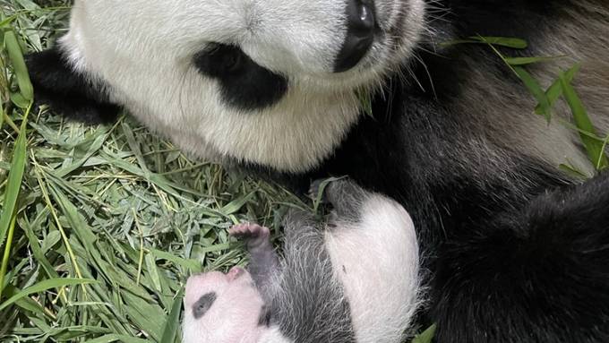 Singapurs erstes Riesenpanda-Baby öffnet die Augen