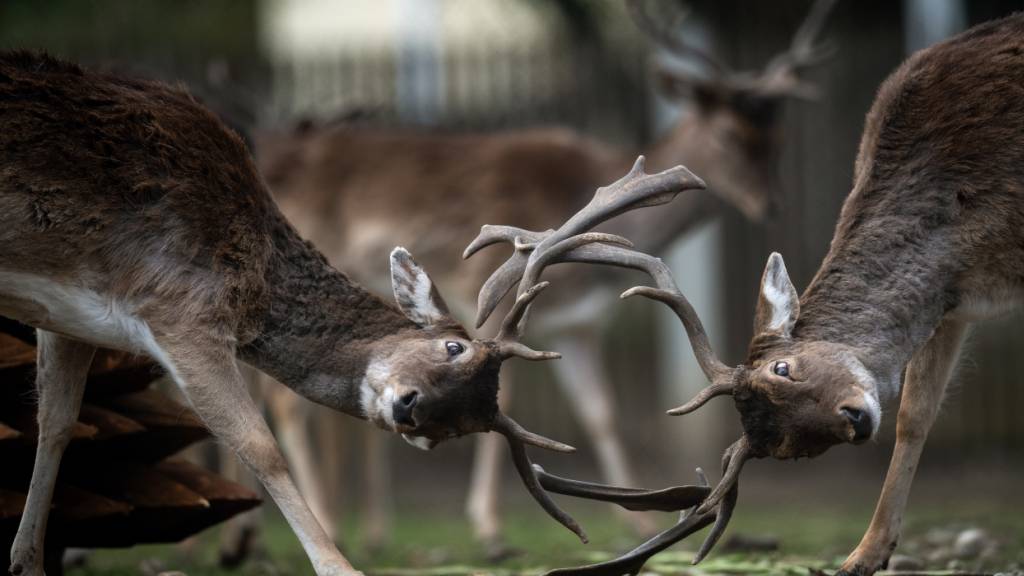 Die Luzerner Bildungs, Kultur- und Sportkommission sieht die Haltung von Rothirschen im Stadtgebiet als nicht mehr zeitgemäss. (Symbolbild)