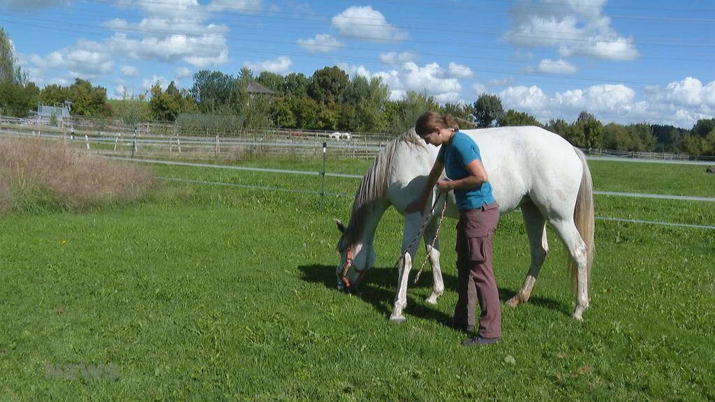 Pferde fallen 200 Meter in den Tod