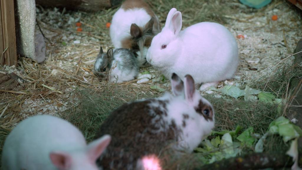 Zwergkaninchen Gruppe