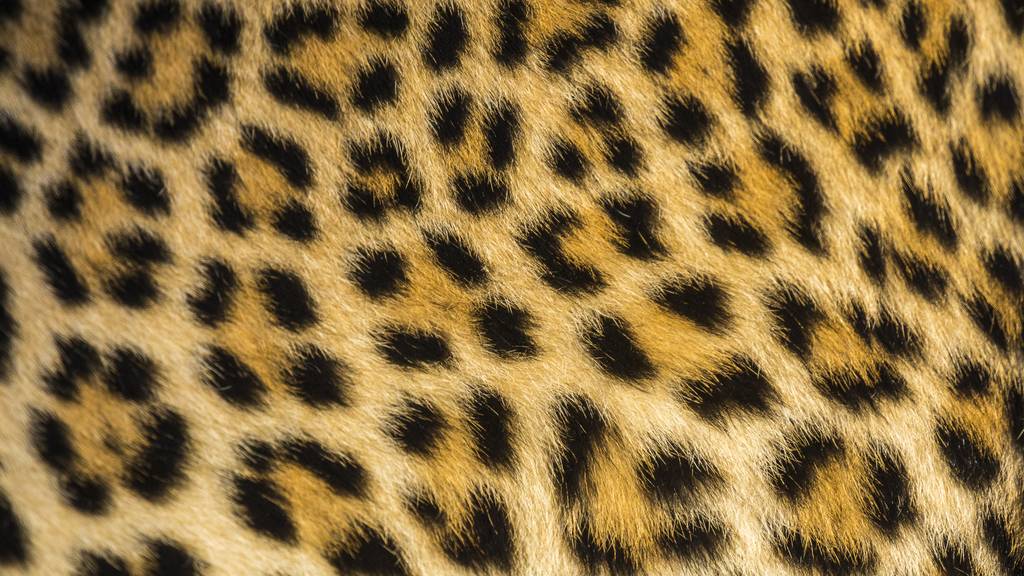 Modefans sollen Wildkatzen für Animal-Prints bezahlen