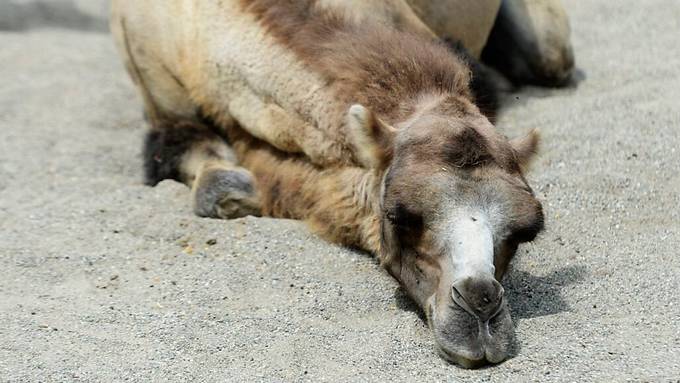 «Johns kleine Farm» macht schlechte Erfahrung bei der Tierplatzierung