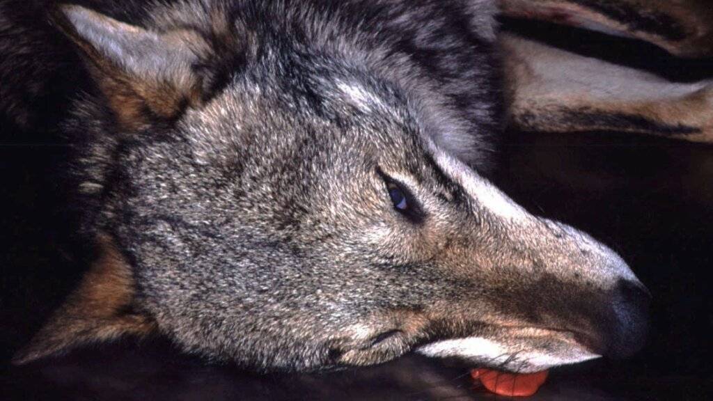 Der im Pfynwald im Wallis tot aufgefundene Wolf ist offenbar von einem Fahrzeug erfasst und dabei getötet worden. (Archivbild)