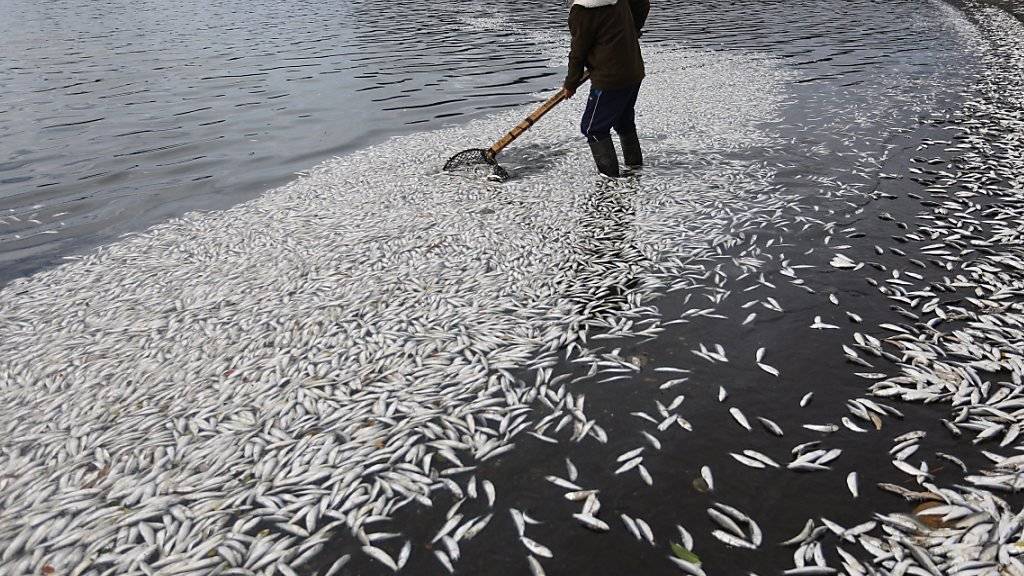 Rote Algen töten Millionen von Fischen im Pazifik. Angeschwemmt werden sie an Chiles Küsten. Verantwortlich ist das Wetterphänomen El Niño.