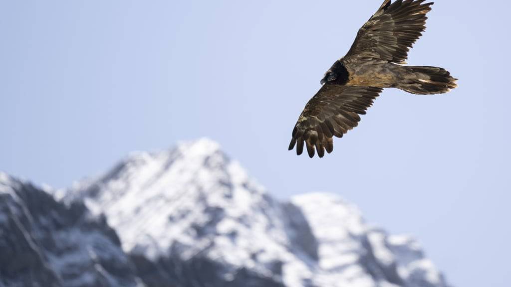 Bartgeier wurden laut der Stiftung Pro Bartgeier zu Beginn des 20. Jahrhunderts im Alpenraum ausgerottet. (Archivbild)