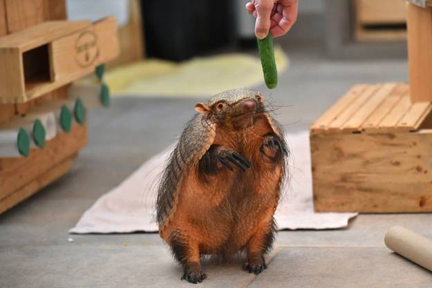 Capybara Haustier Deutschland