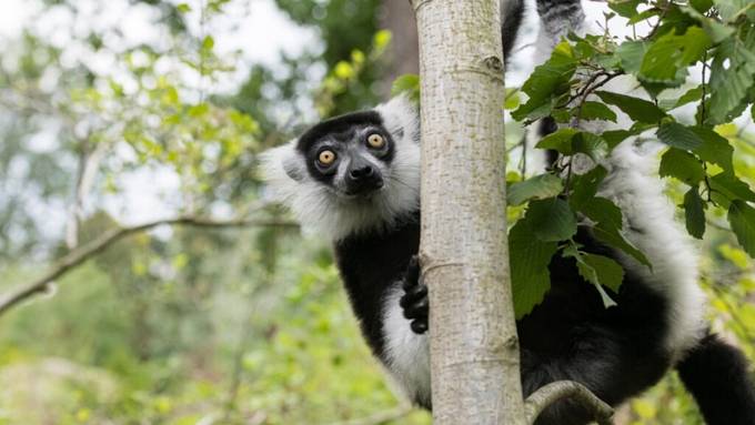 Kurze Flucht: Zoo-Mitarbeiter fangen Vari-Affe in Basel ein