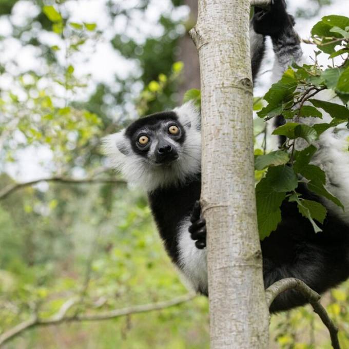 Kurze Flucht: Zoo-Mitarbeiter fangen Vari-Affe in Basel ein