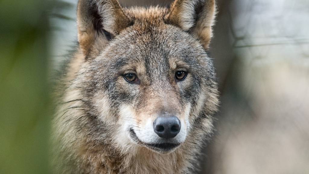 Ein Wolf im Gehege eines deutschen Wildparks. (Archivbild)