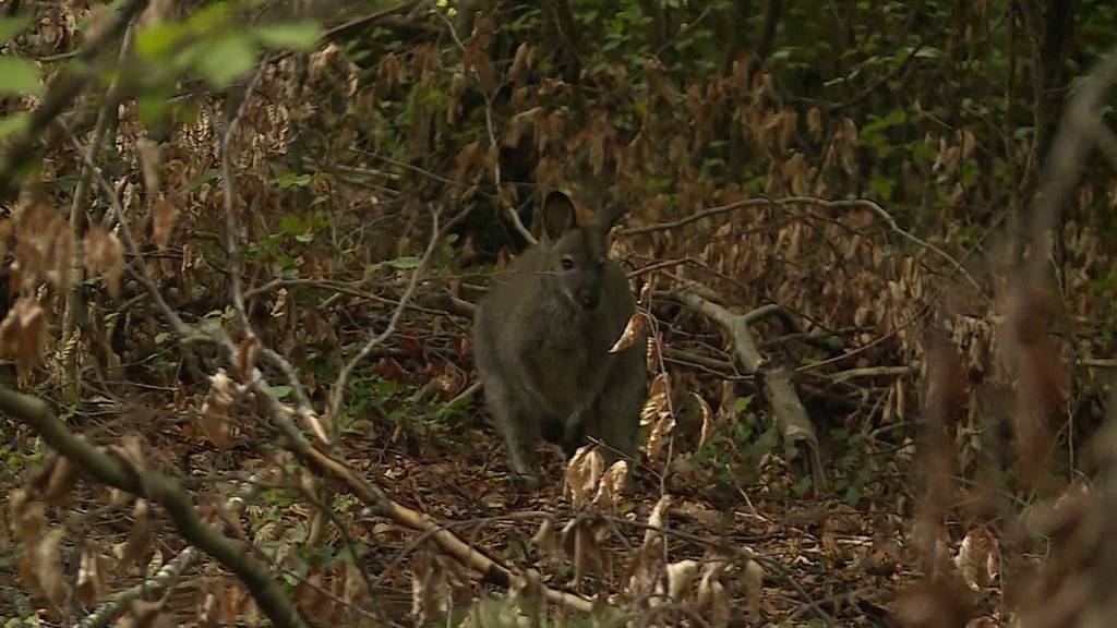 Känguru-Ausbruch hat Nachspiel für Besitzer