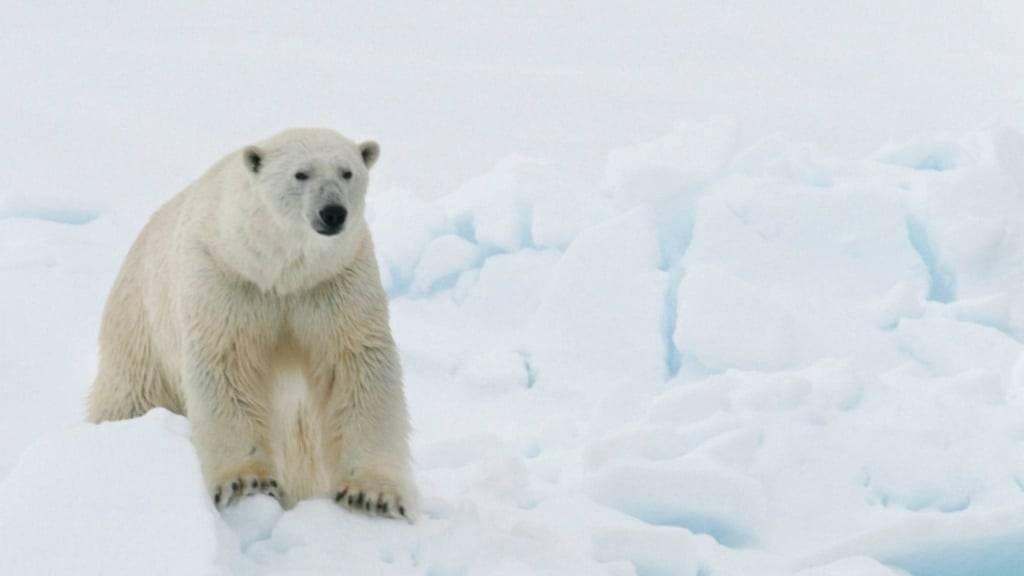 Etwa 62 Milliarden Tonnen Eis haben Spitzbergens Gletscher laut einer Studie im Sommer 2024 verloren, ein Grossteil davon innerhalb von sechs Wochen. (Archivbild)