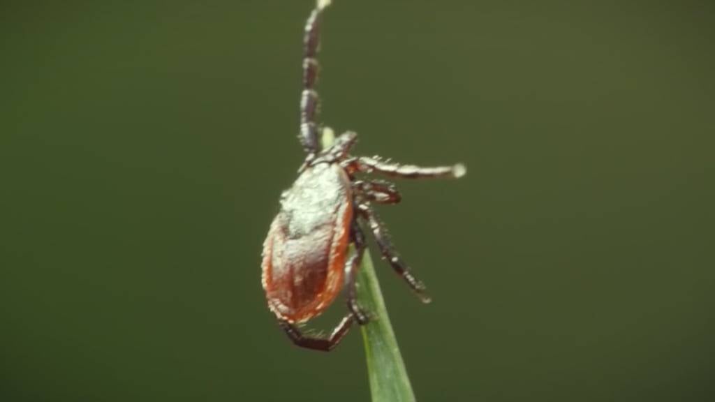 Zecken im Anmarsch: Unscheinbar, aber nicht harmlos