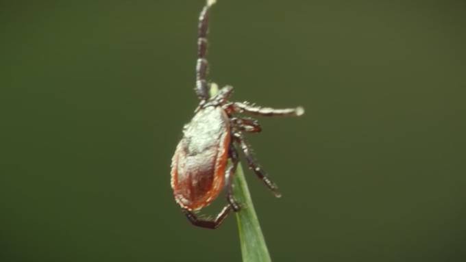 Zecken im Anmarsch: Unscheinbar, aber nicht harmlos