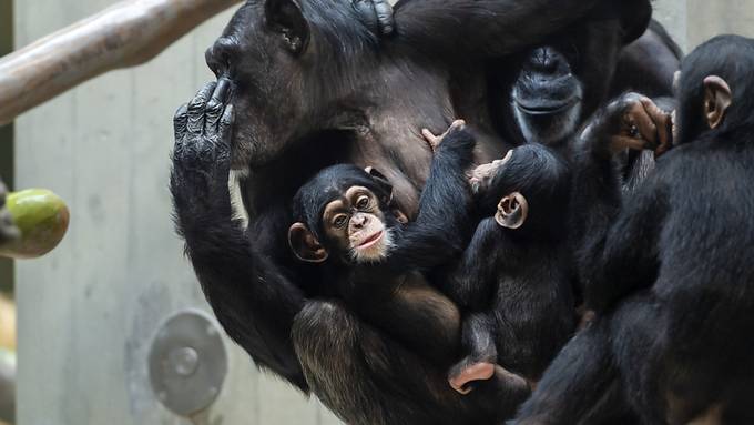 Basler Zoo lehnt kantonale Primaten-Initiative ab