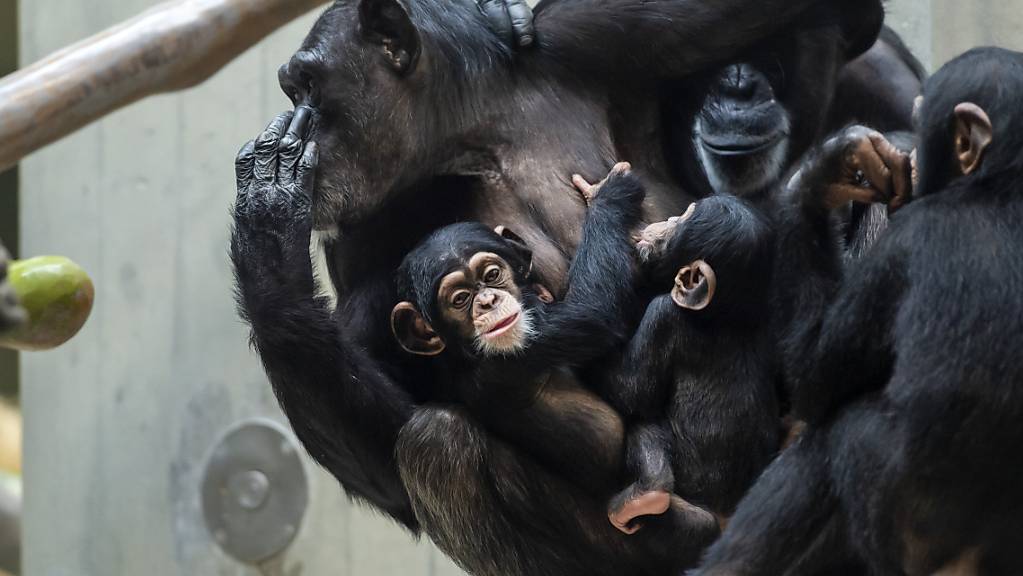 Die Affen des Zoos Basel würden bei Annahme der Initiative keine Grundrechte erhalten.